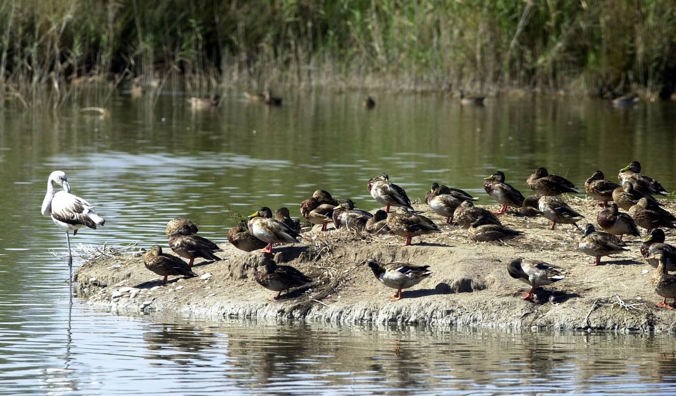 La Albufera, a tan solo 10 kilómetros de la ciudad de Valencia, es uno de los paisajes más emblemáticos de la Comunitat. Un espacio natural con gran valor ambiental que consagra una biodiversidad excepcional. En este espacio cohabitan cientos de especies animales y vegetales, pero hay un visitante estacional que llama la atención. Y es que, además de las diferentes especies de avifauna que viven en este humedal, desde hace unos años, el flamenco común se ha convertido en un turista más. 