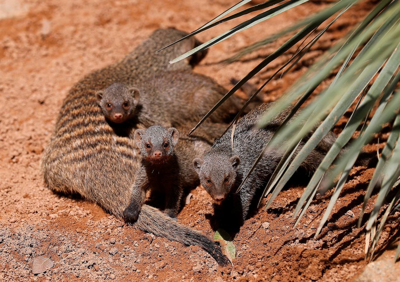 Bioparc. Valencia puede presumir de albergar en medio de la ciudad de un zoológico especializado en la fauna africana, en el que disfrutar de la naturaleza más salvaje. 