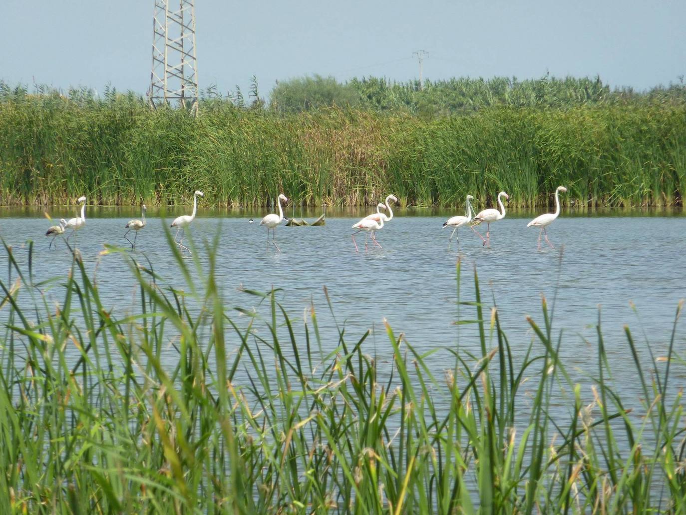 La Albufera, a tan solo 10 kilómetros de la ciudad de Valencia, es uno de los paisajes más emblemáticos de la Comunitat. Un espacio natural con gran valor ambiental que consagra una biodiversidad excepcional. En este espacio cohabitan cientos de especies animales y vegetales, pero hay un visitante estacional que llama la atención. Y es que, además de las diferentes especies de avifauna que viven en este humedal, desde hace unos años, el flamenco común se ha convertido en un turista más. 