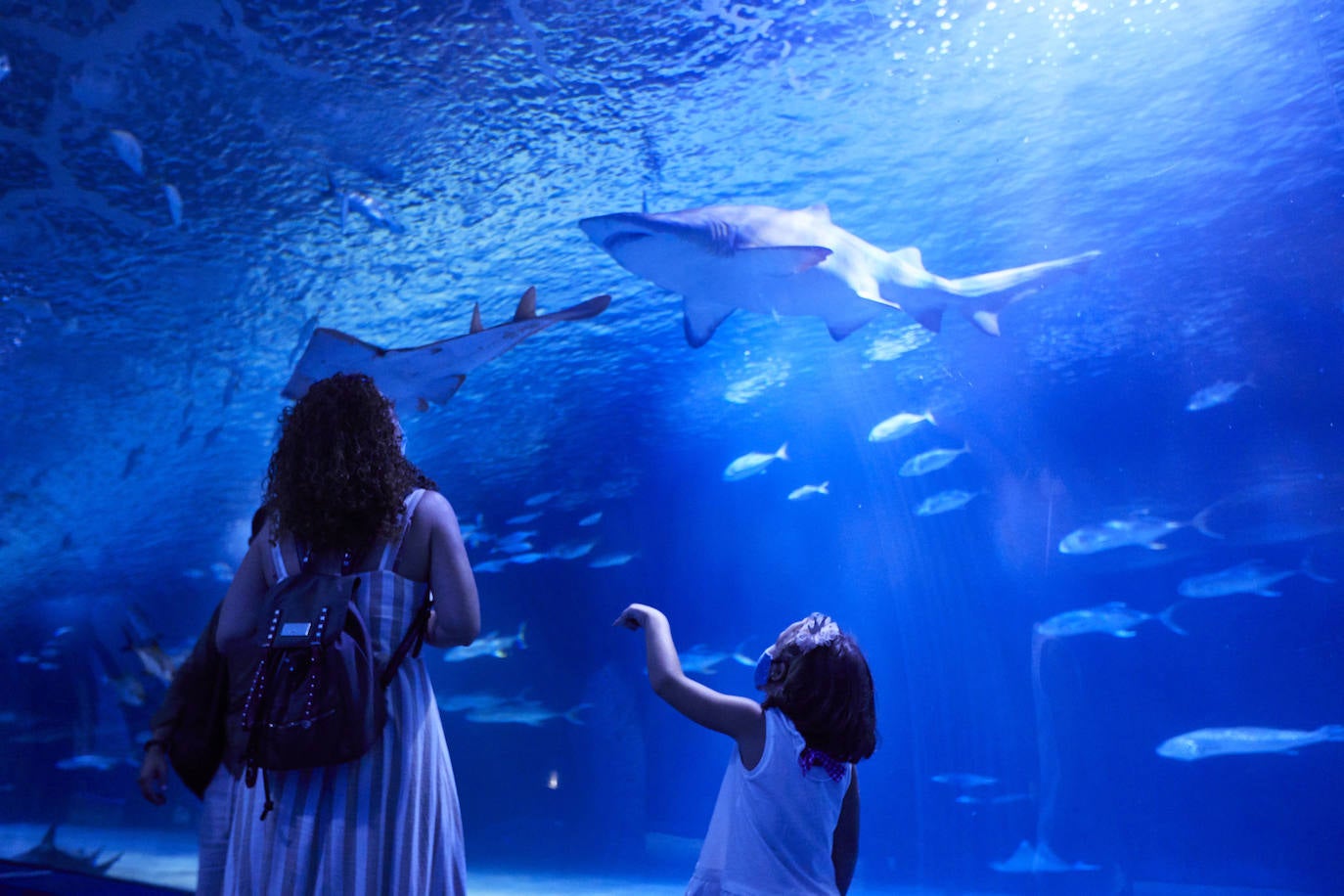 El Oceanogràfic. El mayor acuario de Europa se puede visitar sin salir de la ciudad. En él, los visitantes podrán conocer la fauna marina más de cerca que nunca, recorre un túnel submarino, pasear bajo los dientes afilados de los tiburones y conoce a la familia de belugas.