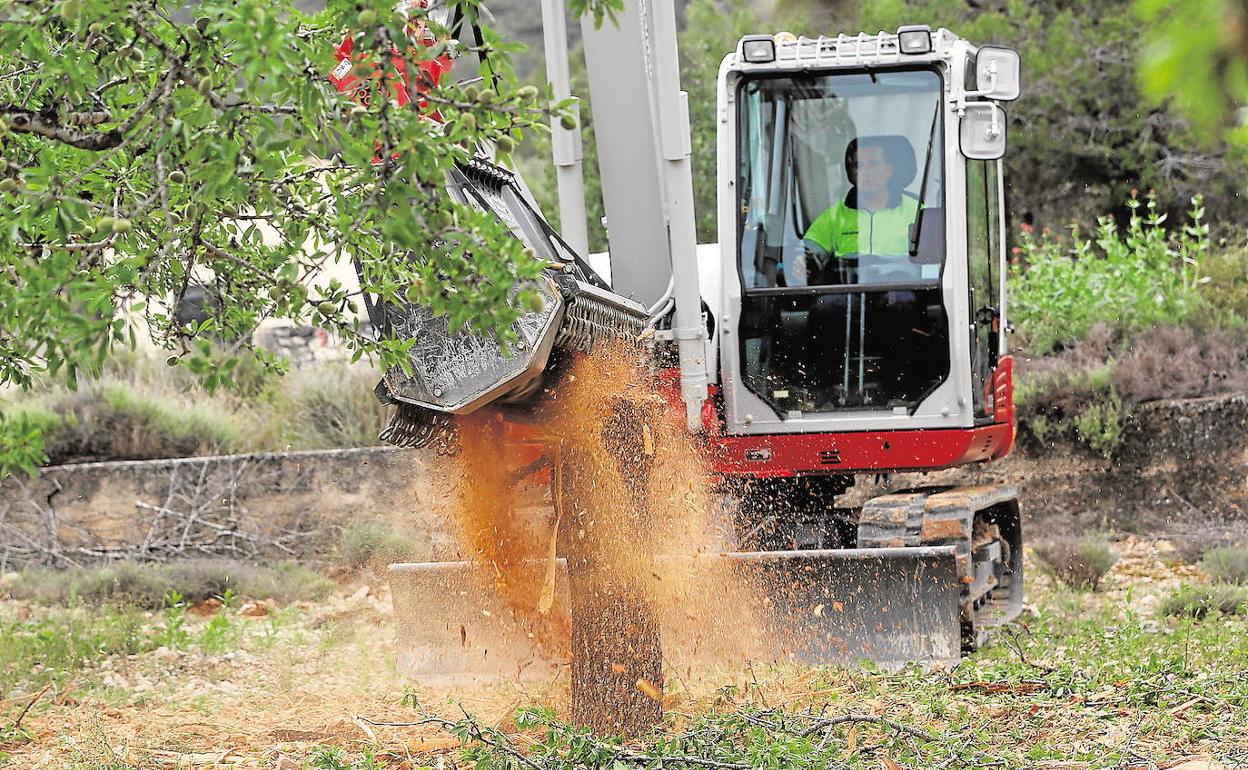 Agricultura denuncia la llegada al puerto de un cargamento de vegetación de EEUU infectado de 'Xylella'