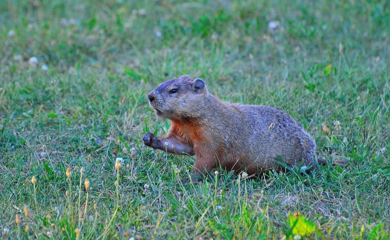 Se cree que las marmotas podrían haber transmitido la enfermedad.