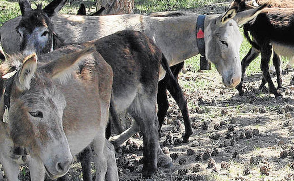 Denuncian a una granja escuela valenciana por tener animales enfermos, heridos o muertos