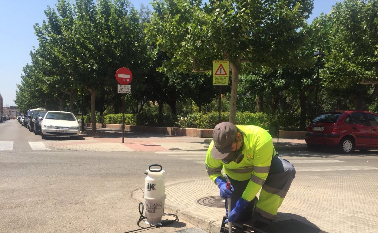 Un operario revisa una alcantarilla en Alzira para detectar la presencia del mosquito tigre.