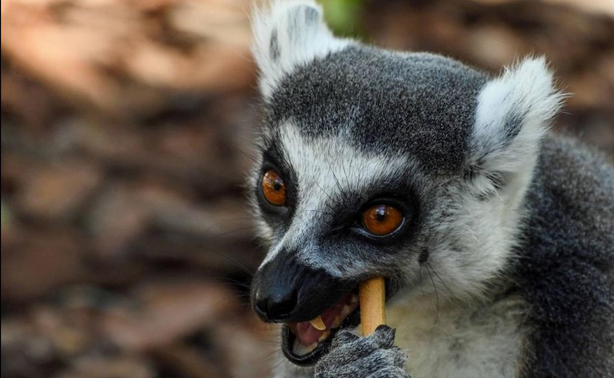 Lemur de Madagascar.