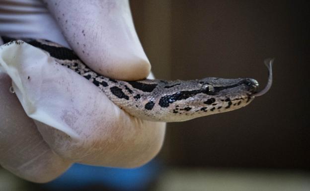 Cría de boa de Madagascar nacida en el Bioparc de Valencia 