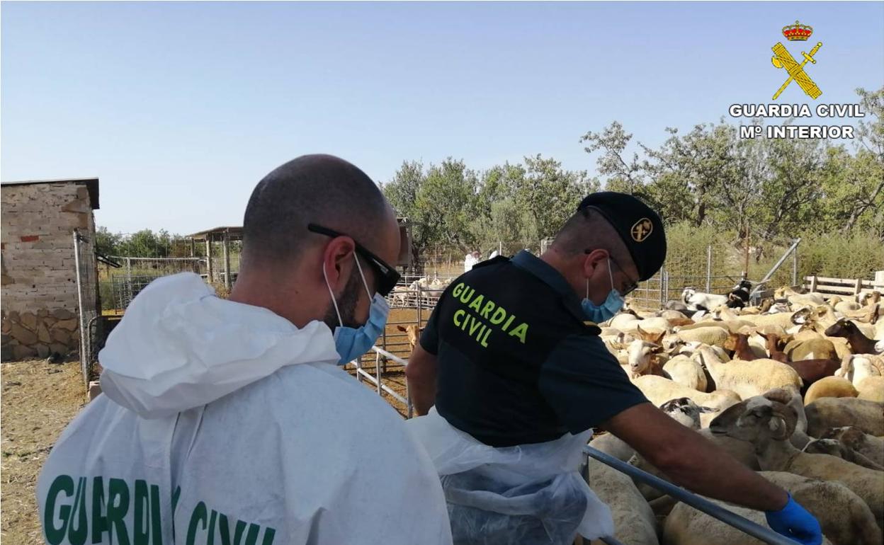 Dos agentes de la Guardia Civil inspeccionan los corderos. 