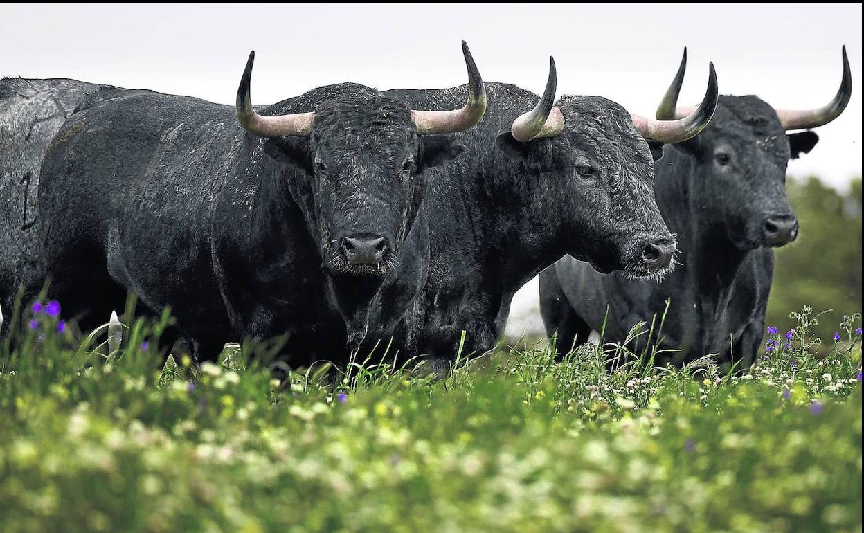 Toros de lidia descansan entre el brezo en la finca de 'Las Tiesas de Santa María'.