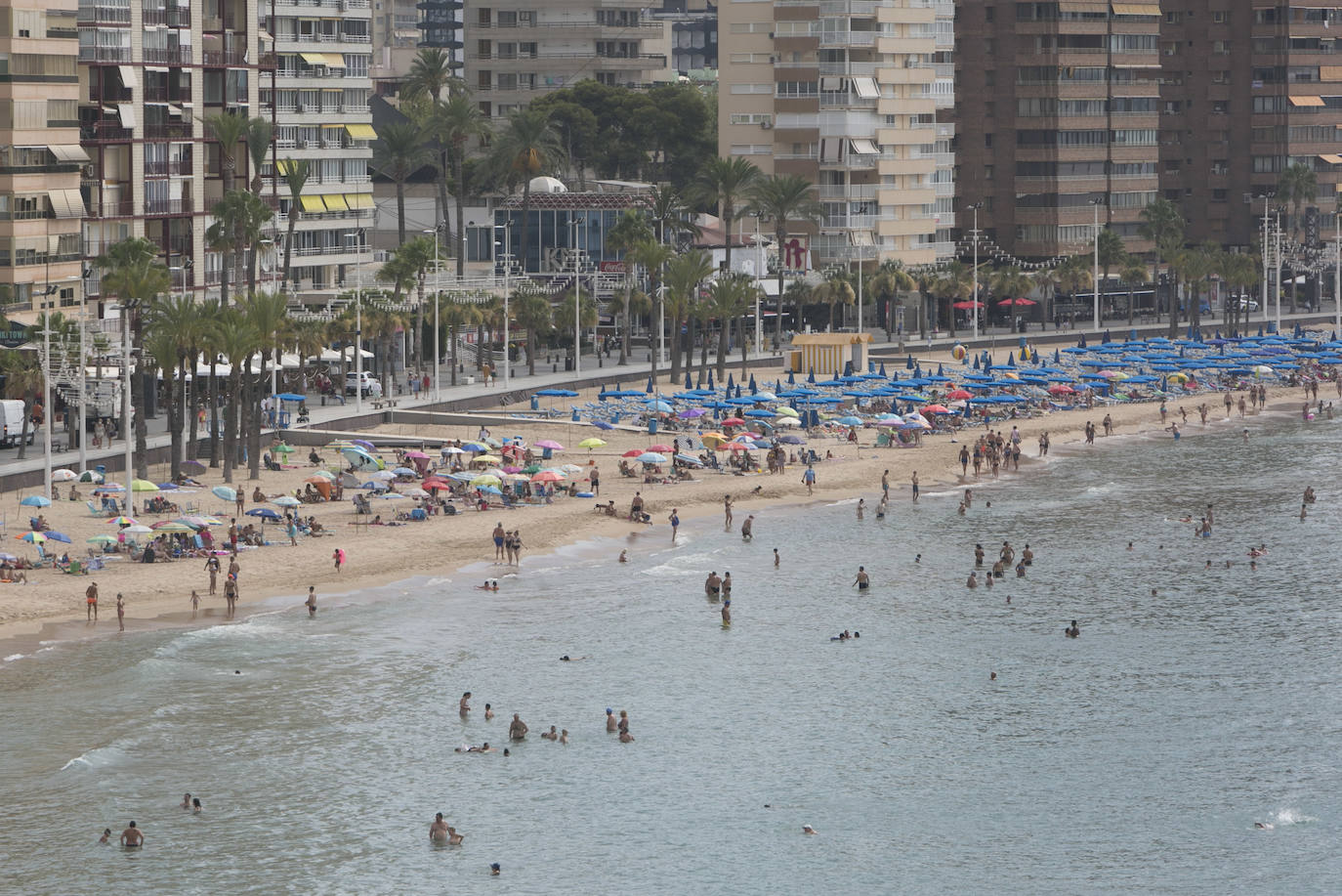 Las imágenes que ayer, el primer día de agosto, y de los últimos días de julio, mostraban la playa de Levante de Benidorm eran absolutamente inusuales para esta época del año. Con hamacas y parasoles vacíos y amplios espacios sin ocupar. 