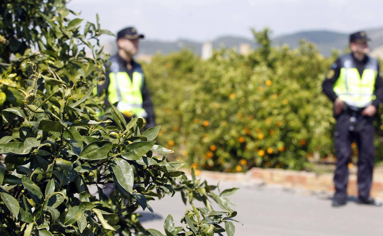 Dos agentes de la policía de la Generalitat vigilan un campo de Valencia para prevenir robos. 