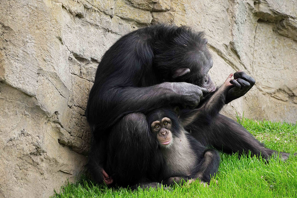 Final feliz para Djibril, el bebé chimpancé huérfano de Bioparc: consigue ser aceptado por su madre adoptiva y el grupo