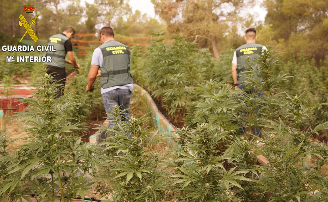 La plantación hallada por los agentes de la Guardia Civil de Xàtiva. 