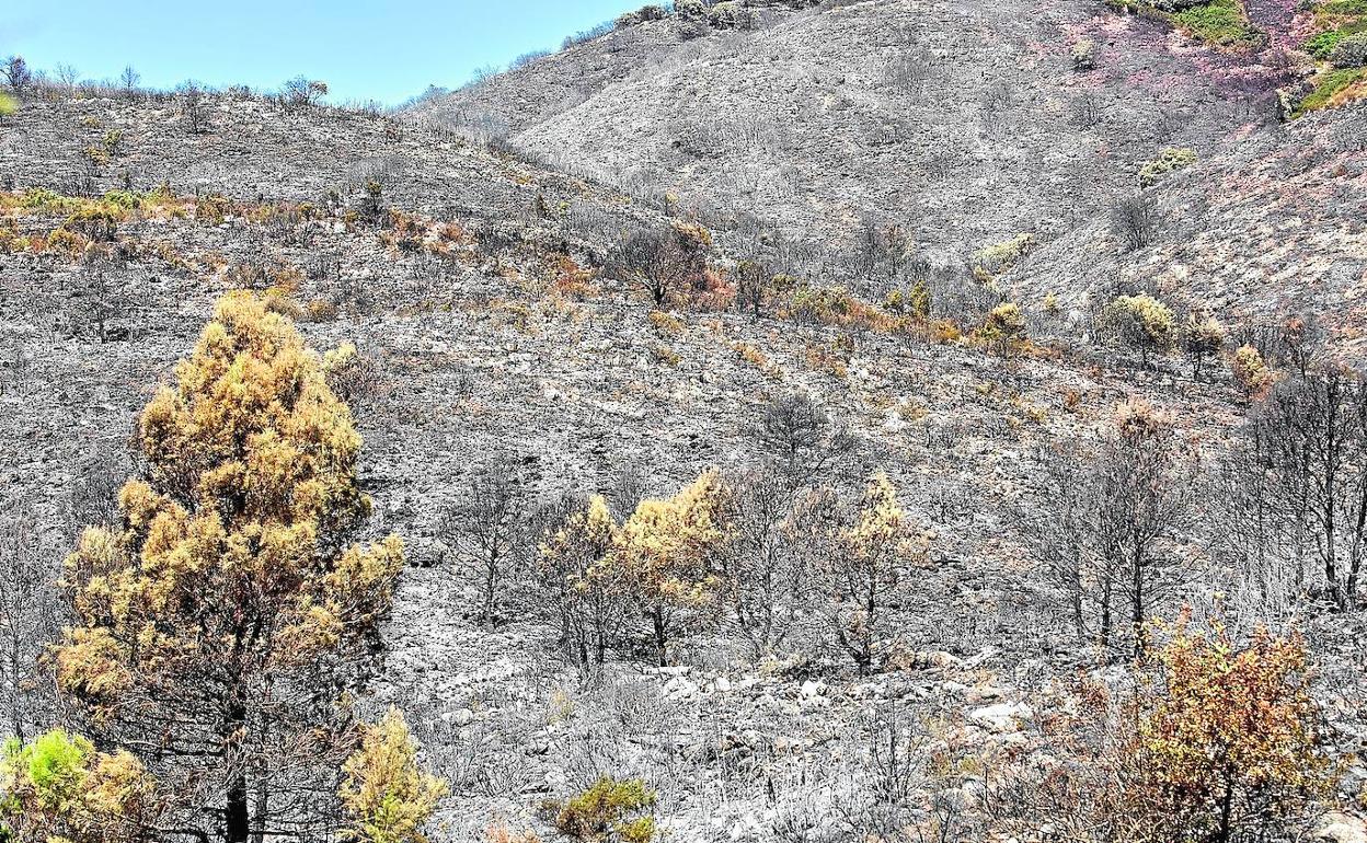 Zona de Villalonga en la que se inició el incendio de Vall de Gallinera arrasada por el fuego 