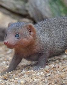 Imagen secundaria 2 - Un &#039;mono de la raya en el ojo&#039; y una camada de mangostas enanas, nuevos vecinos en Bioparc Valencia