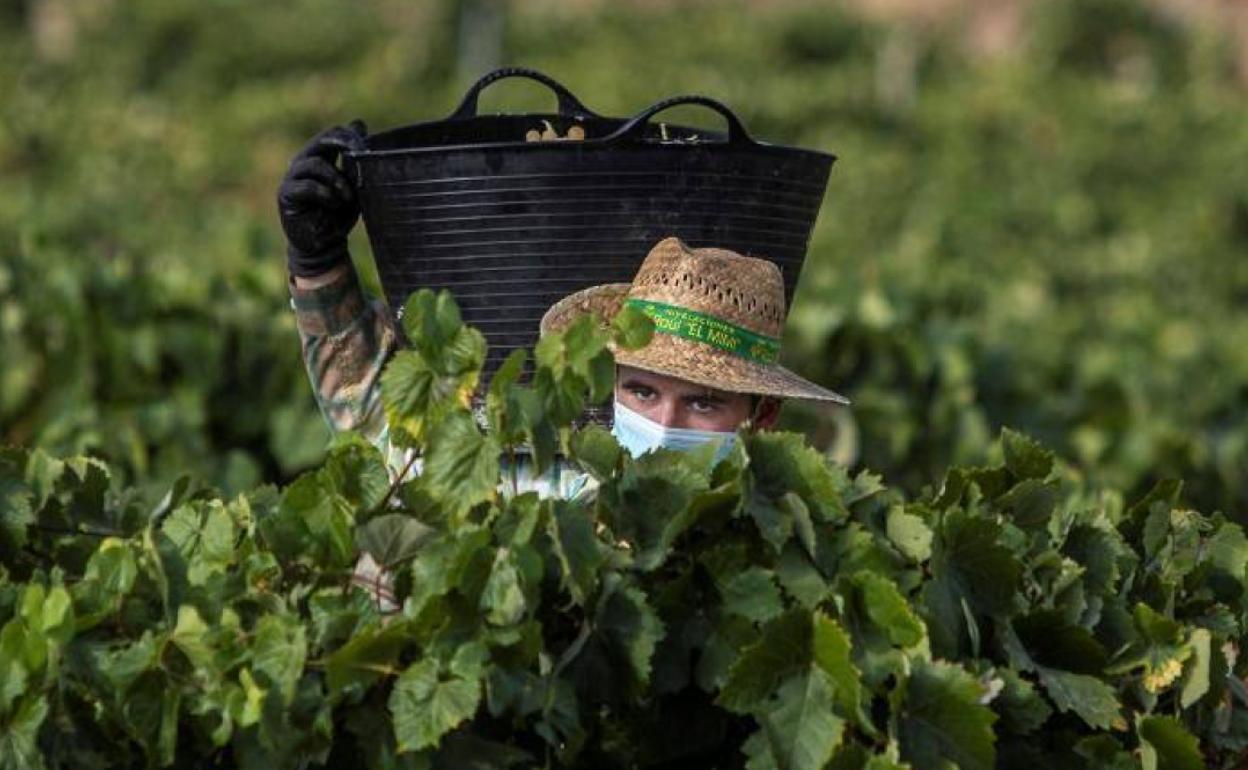 Un vendimiador cosecha uvas en un viñedo de Jerez (Cádiz).