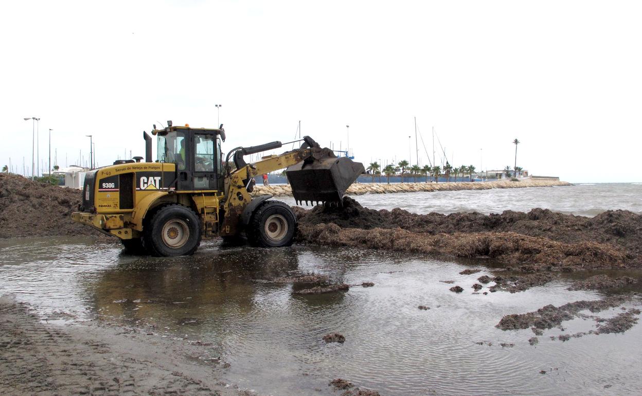 Una de las máquinas de Dénia trabaja en la playa de la Marineta Casiana para recolocar la posidonia y crear barreras naturales que frenten el impacto del temporal.
