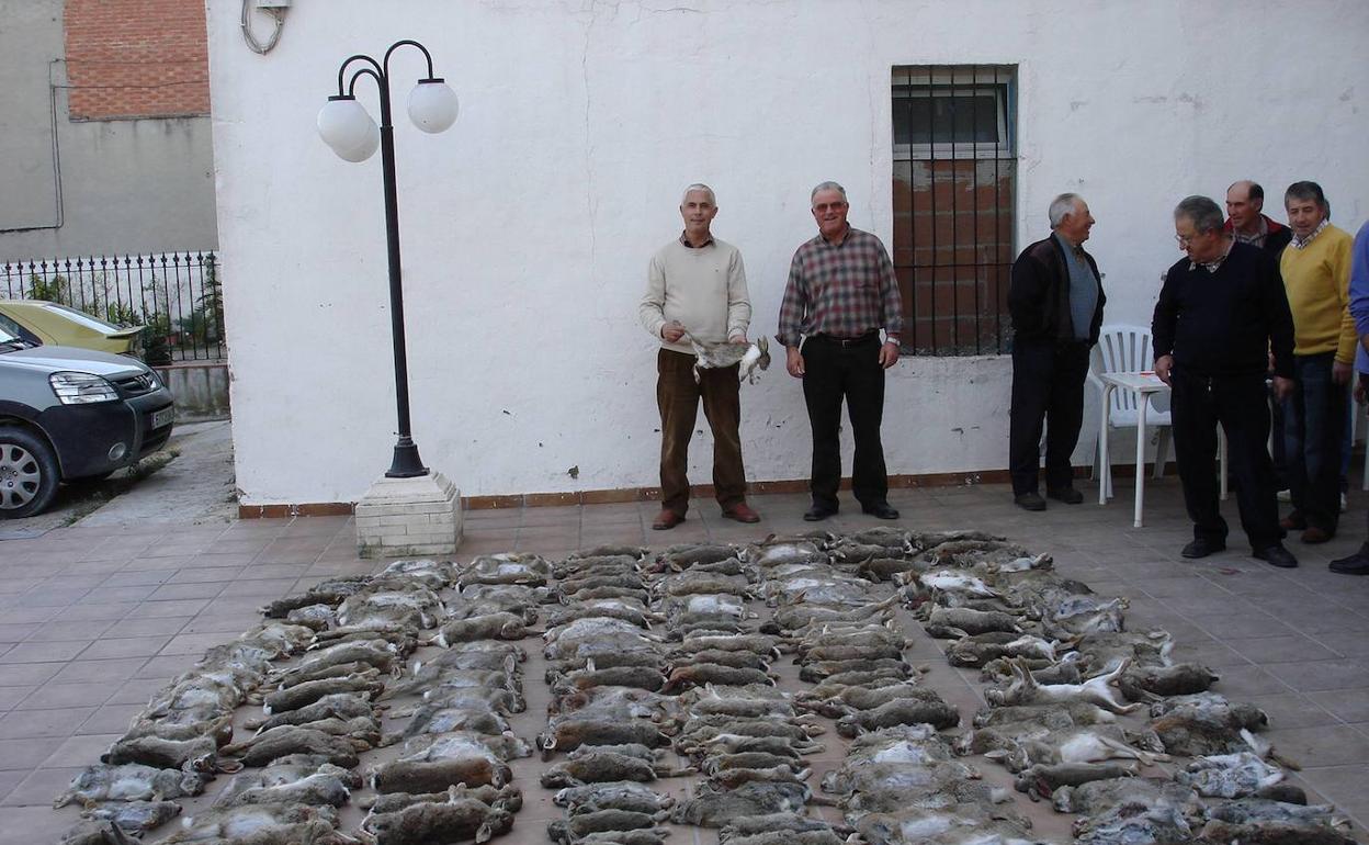 Conejos abatidos tras una batida. 