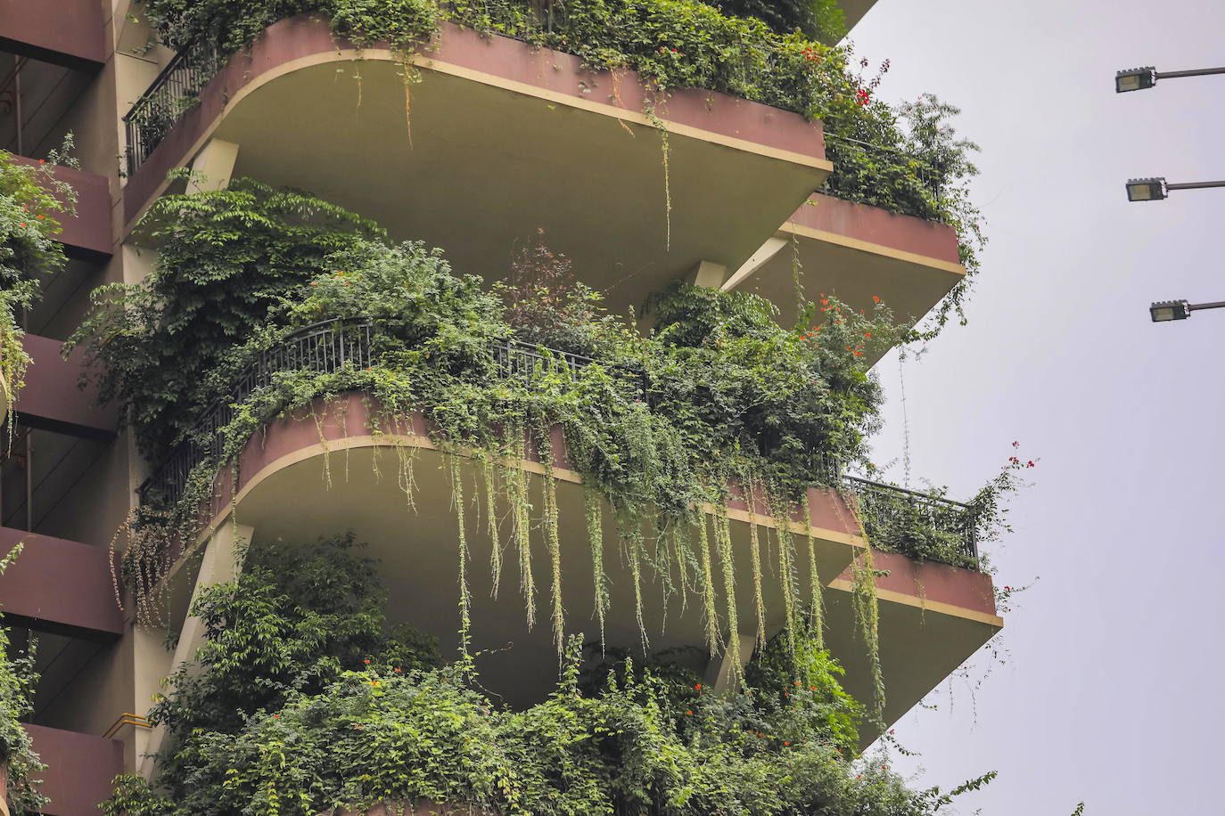 Los edificios «vegetalizados» de una residencia del suroeste de China, con plantas exuberantes en los balcones de los apartamentos, están siendo invadidos por su propia vegetación hasta el punto de que sus residentes los están abandonandos. 