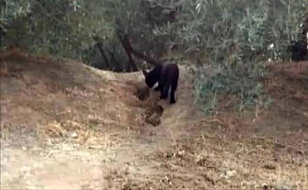 Pantera Granada | La pantera que causa la alarma en Granada podría ser un gato doméstico
