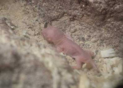 Imagen secundaria 1 - Nace en el Bioparc una camada de ratas topo, un mamífero «extraterrestre»