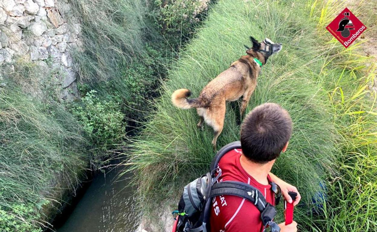 Un bombero trabaja junto a un perro adiestrado en la búsqueda del hombre desaparecido. 