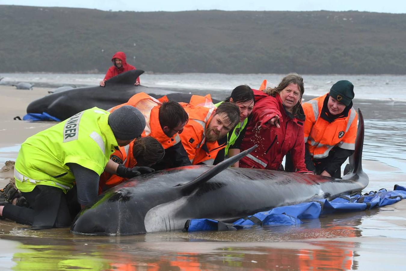 Casi 400 ejemplares de ballenas piloto fallecen en las playas australianas y los científicos tratan de encontrar una explicación a un problema que se repite. Este tipo de acontecimientos tienen lugar en el archipiélago desde el siglo XIX y las causas nunca se han esclarecido