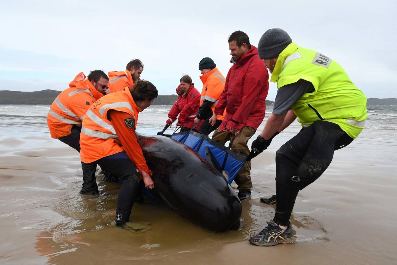 Casi 400 ejemplares de ballenas piloto fallecen en las playas australianas y los científicos tratan de encontrar una explicación a un problema que se repite. Este tipo de acontecimientos tienen lugar en el archipiélago desde el siglo XIX y las causas nunca se han esclarecido