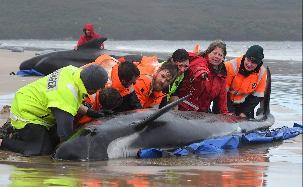 Misterio | Un enigma por resolver: ¿Por qué mueren las ballenas en Australia?