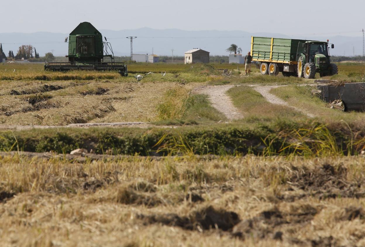 Uno de los campos de arroz de la Albufera. j. signes