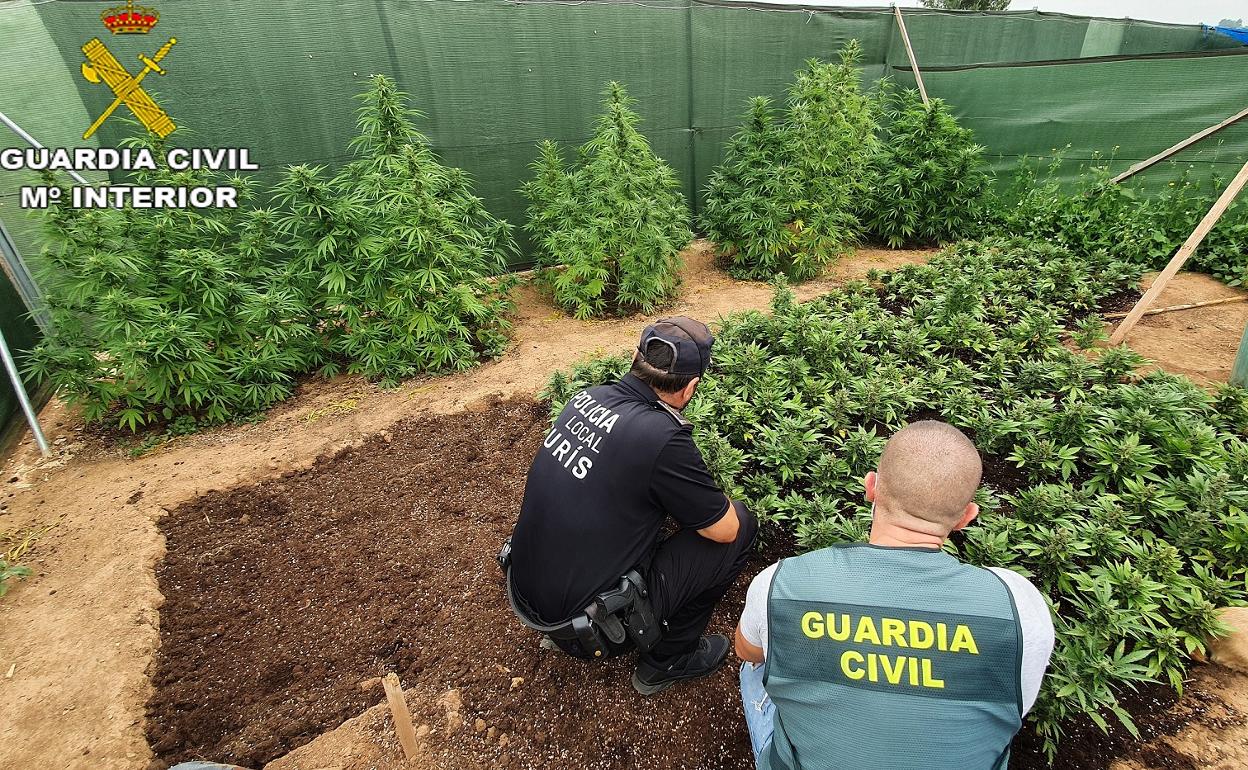 Plantación exterior en Turís. 