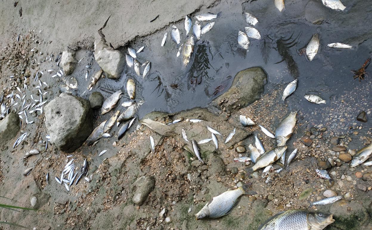 Peces muertos en el Serpis. 