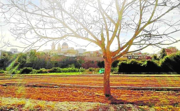 El 70% de la huerta está localizada en el entorno del Parque Natural del Túria.