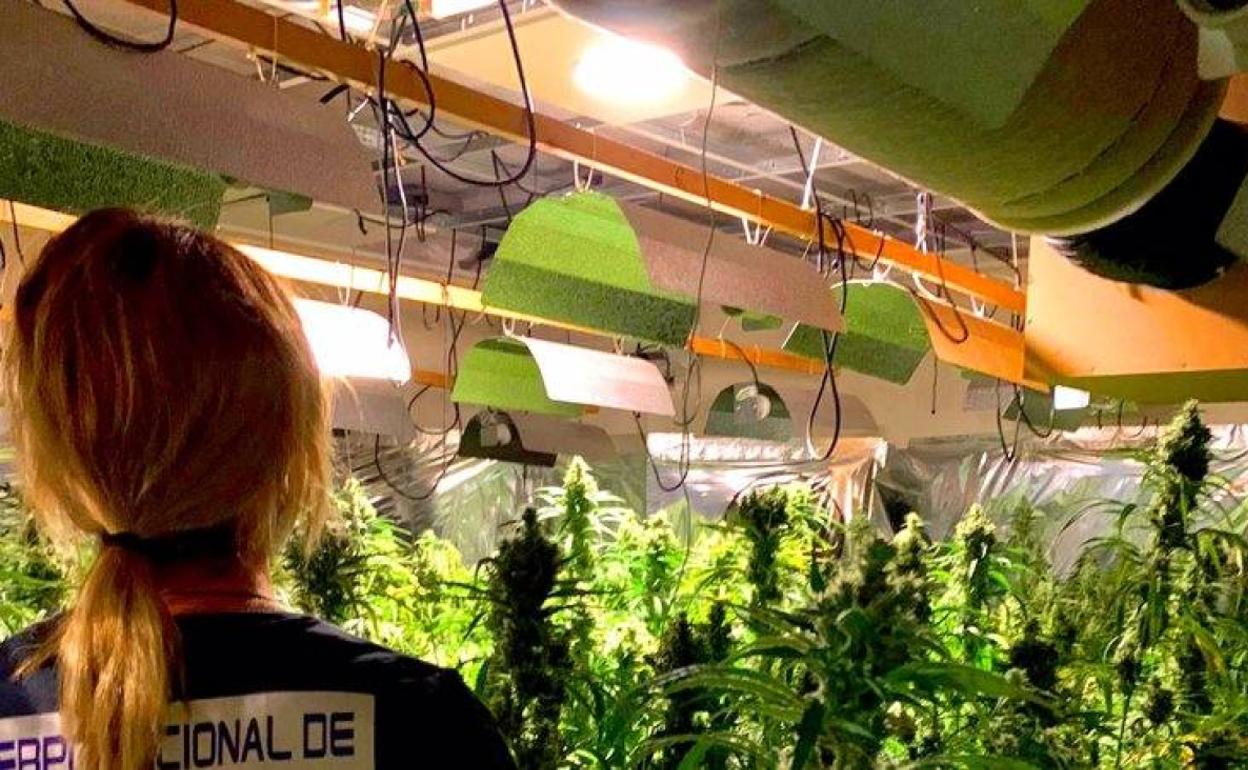 Imagen de la plantación facilitada por el Cuerpo Nacional de Policía. 