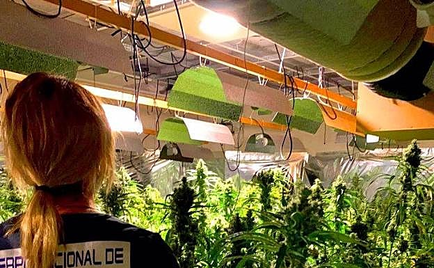 Detenido en Denia con 1400 plantas de marihuana ocultas en un sótano