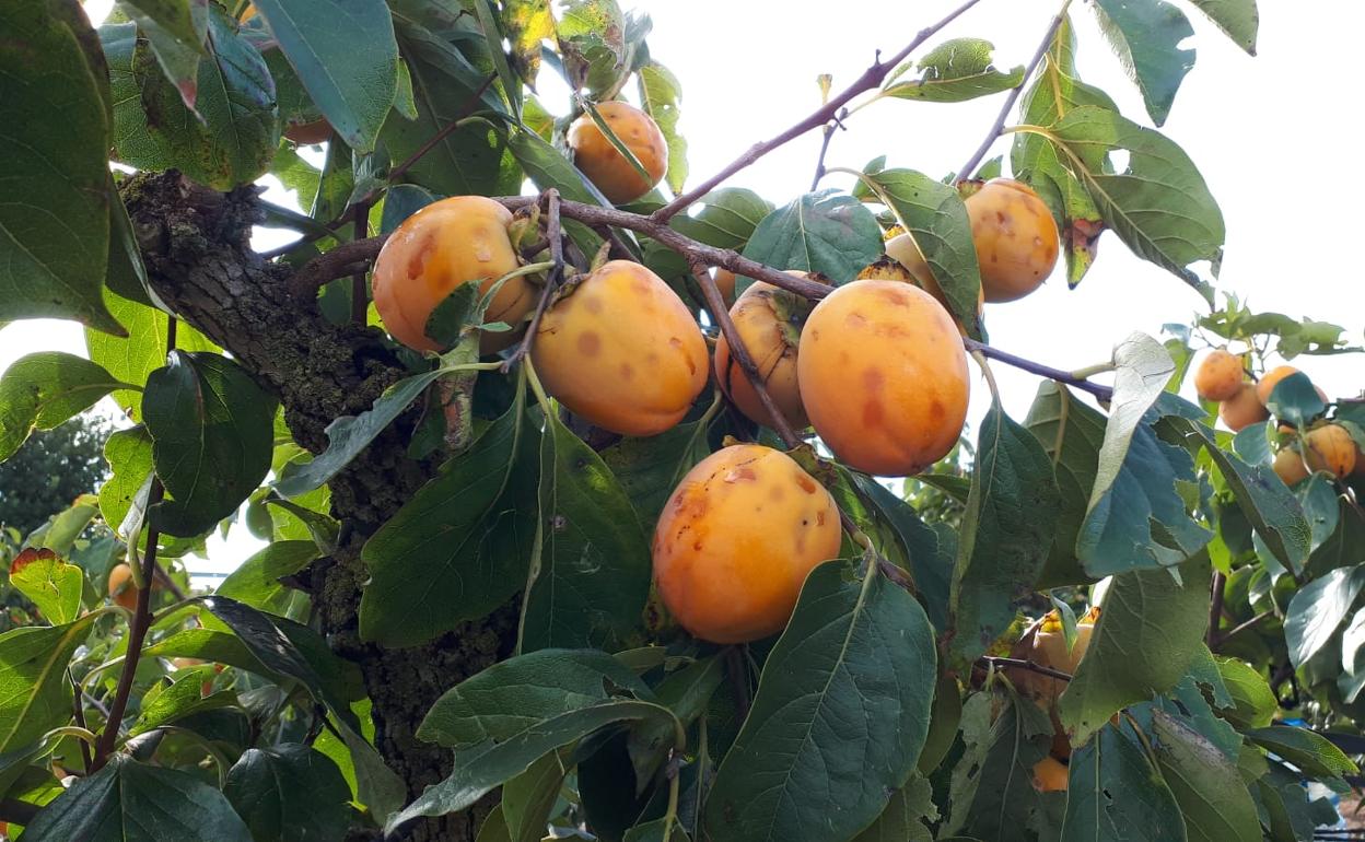 Caquis dañados en un campo de Massalavés, uno de los municipios afectados por la tormenta. 