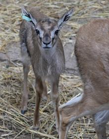 Imagen secundaria 2 - Nace en Bioparc Valencia una nueva gacela de Thomson incluida en la lista roja de especies en peligro de extinción