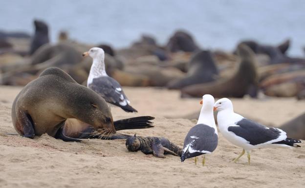 Una foca observa una cría muerta. 