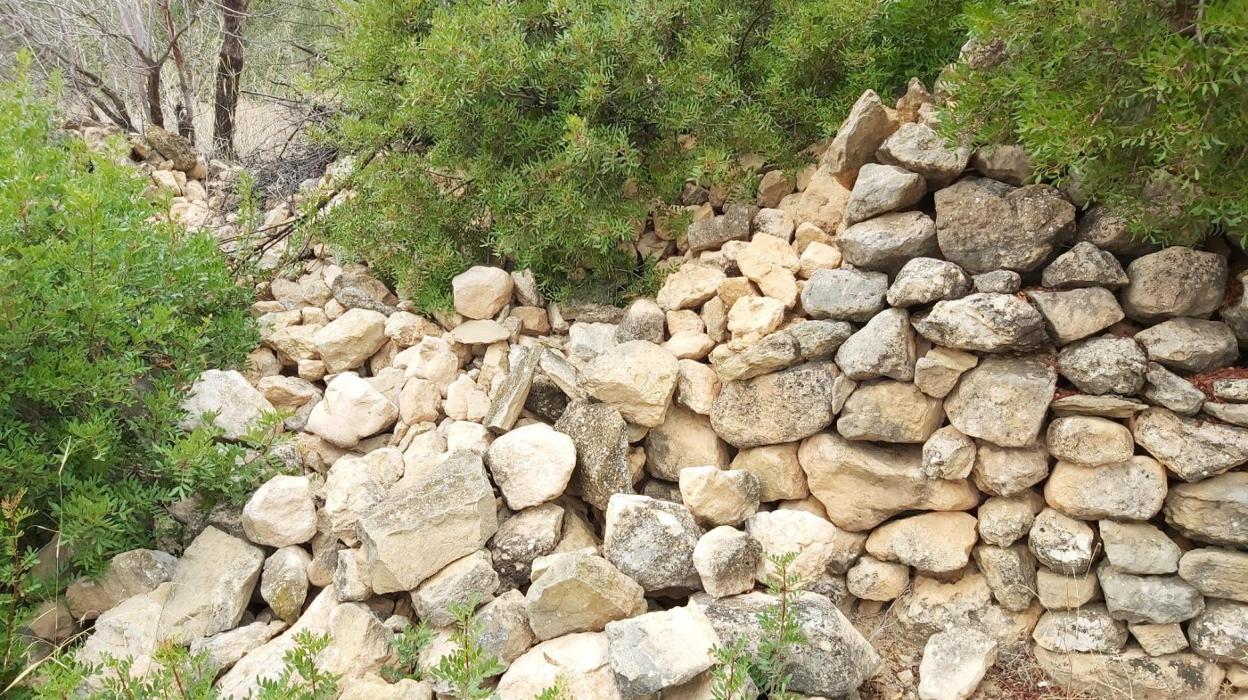 Ribazos deshechos por cabras montesas en Cortes de Pallás. Miguel Aparici