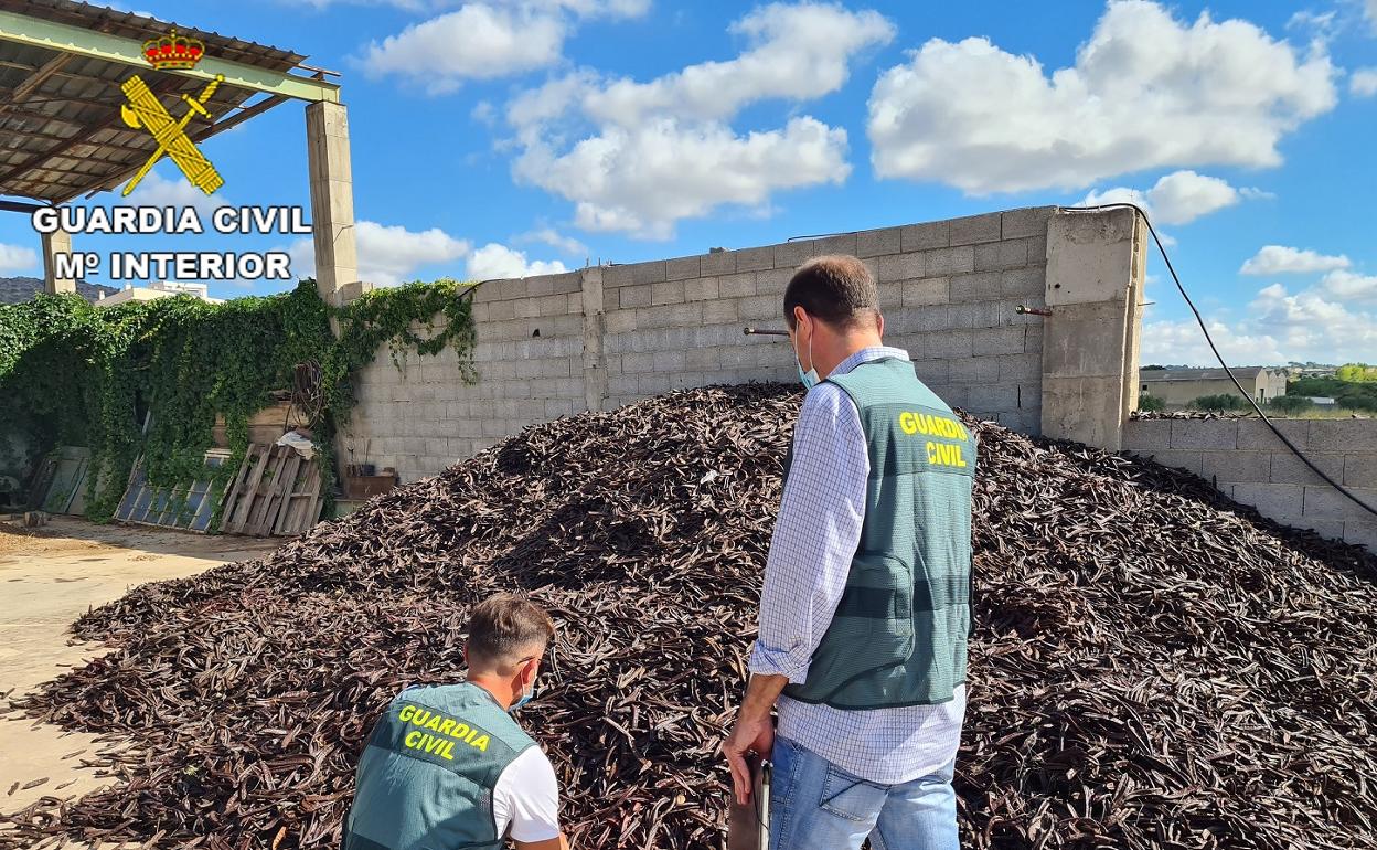 Algarrobas recuperadas por la Guardia Civil. 