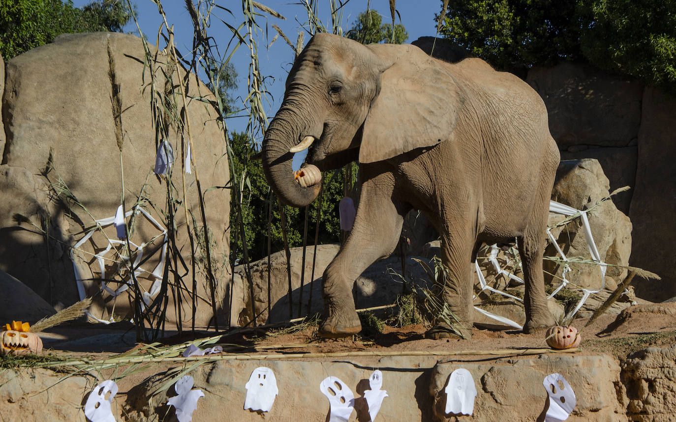 Los animales del Bioparc celebran Halloween. Algunos de los hábitats han amanecido con una ornamentación muy diferente a la habitual