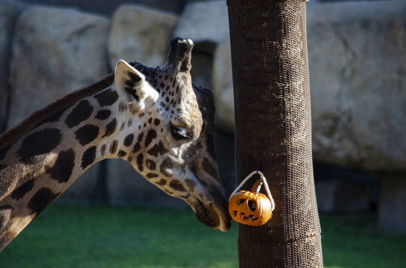 Algunos de los hábitats han amanecido con una ornamentación muy diferente a la habitual