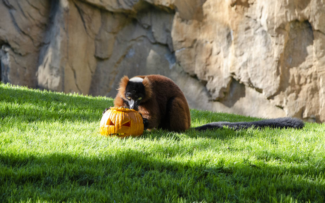 Algunos de los hábitats han amanecido con una ornamentación muy diferente a la habitual