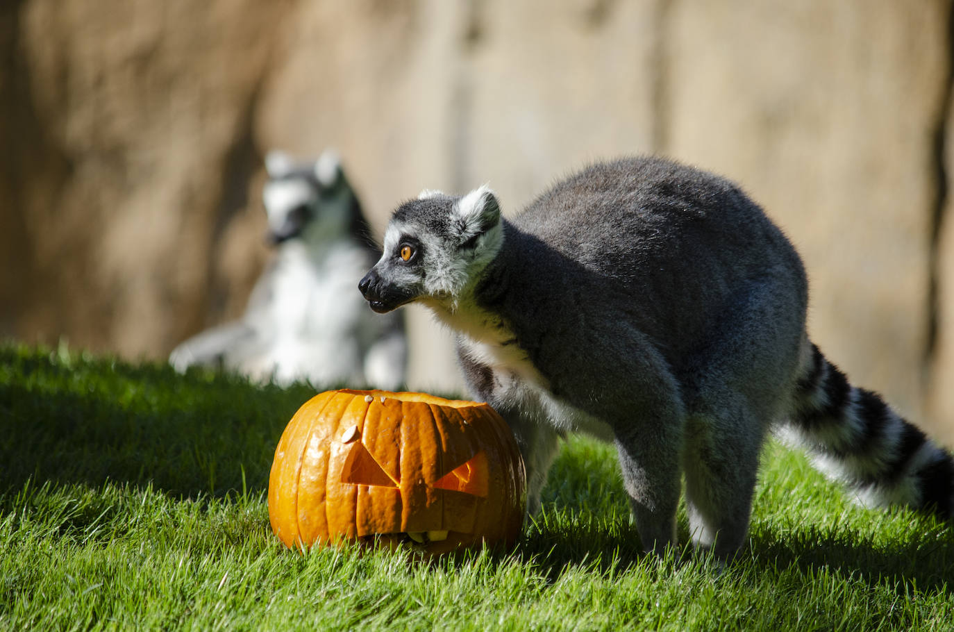 Algunos de los hábitats han amanecido con una ornamentación muy diferente a la habitual