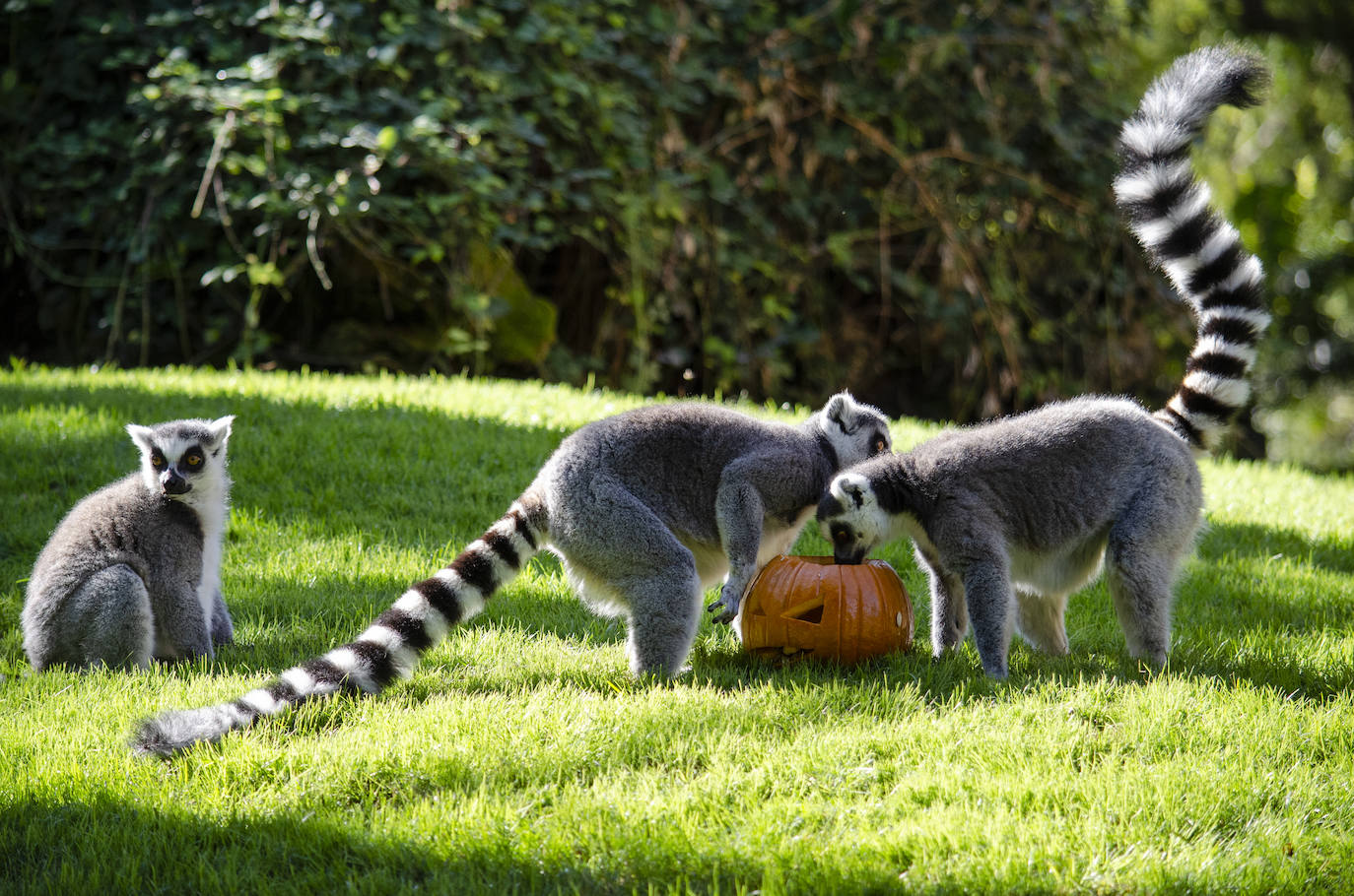 Algunos de los hábitats han amanecido con una ornamentación muy diferente a la habitual