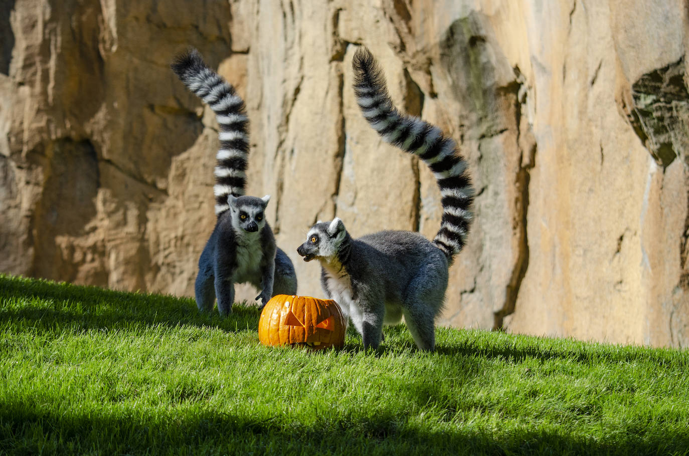Algunos de los hábitats han amanecido con una ornamentación muy diferente a la habitual