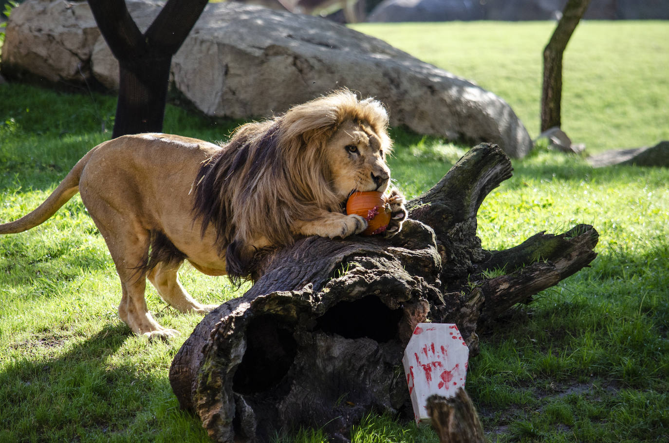 Algunos de los hábitats han amanecido con una ornamentación muy diferente a la habitual