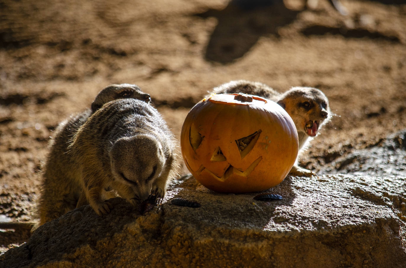Algunos de los hábitats han amanecido con una ornamentación muy diferente a la habitual