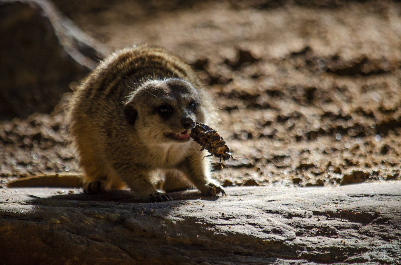 Los animales del Bioparc celebran Halloween. Algunos de los hábitats han amanecido con una ornamentación muy diferente a la habitual