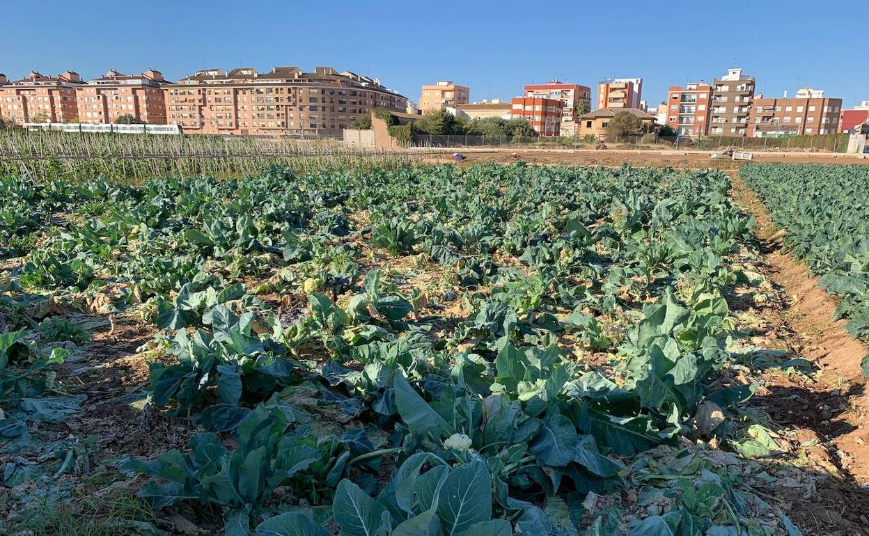 Uno de los campos afectados por la plaga. 