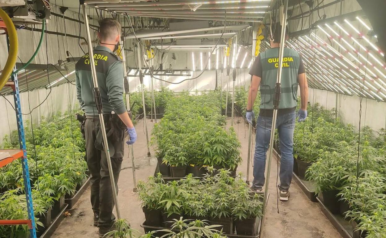 Los agentes revisan la plantación de marihuana. 